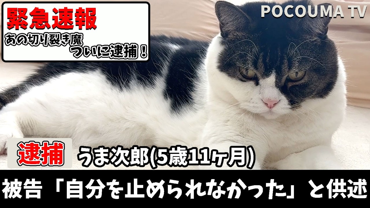【速報！】凶悪な連続切り裂き猫を緊急逮捕しました！