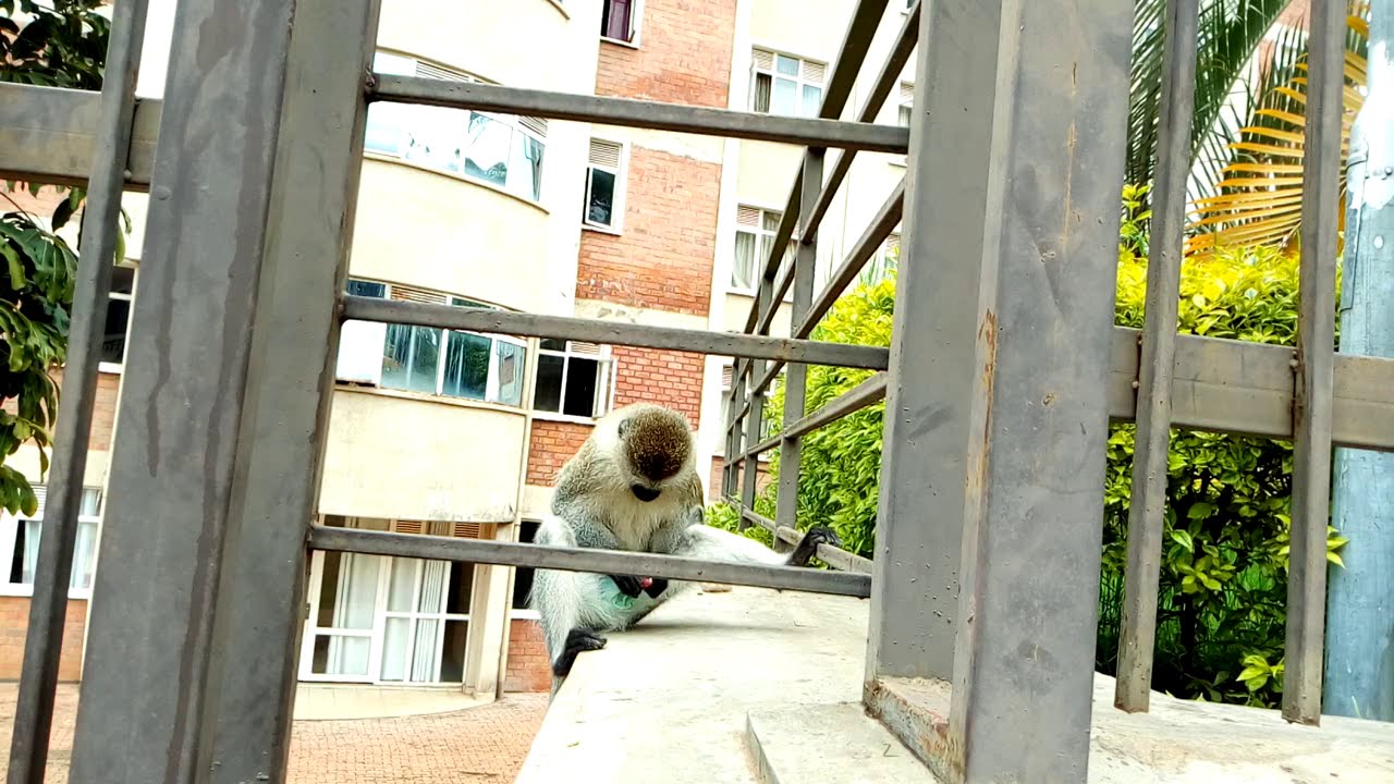 MONKEY FEELINGS