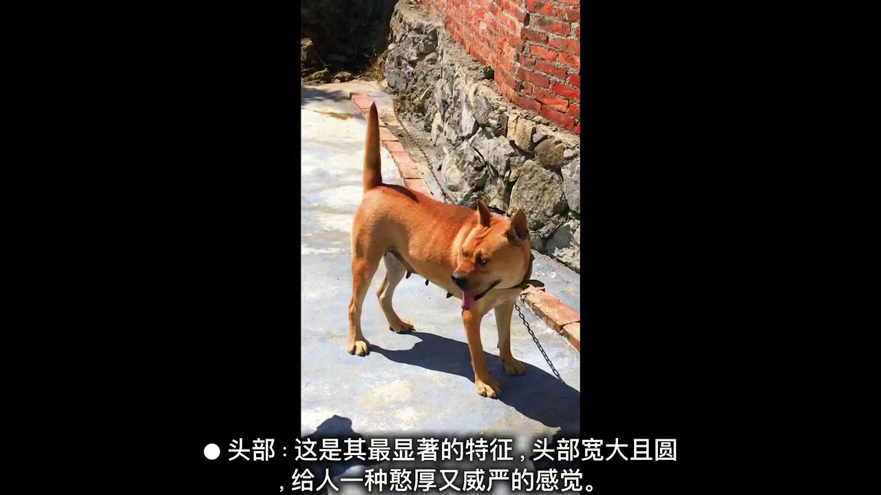 广西灵山大头犬