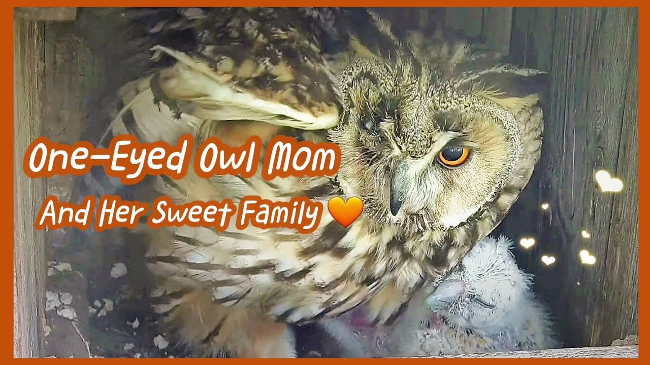 ❤️‍🩹Amazing One-Eyed Owl Mom, Devoted Dad💪& Sweet Babies🦉| Long-eared Owl at Tiszalök 06/2023