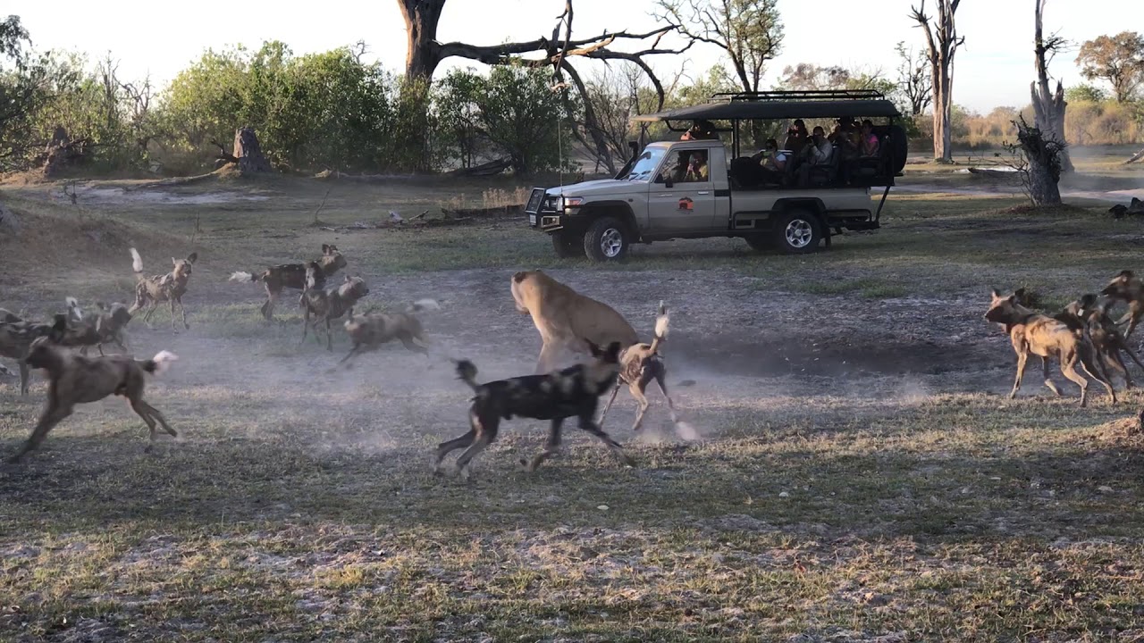 Wild dogs vs Lioness