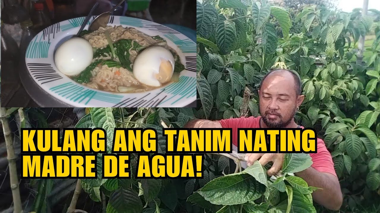 KULANG ANG TANIM NATING MADRE DE AGUA!