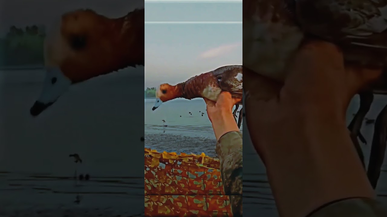 eurasian wigeon hunting and call sound #shortvideo #hunting #wigeon #birds #shortsfeed #duck #call