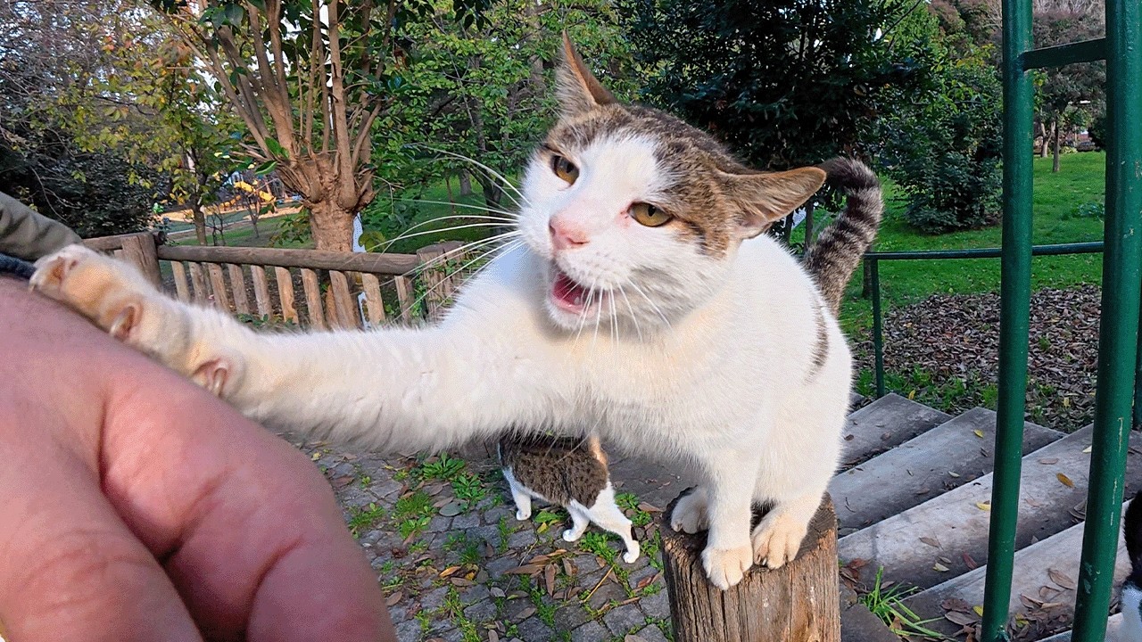 Stray Cat I've Known for 6 Years Has a Unique Way to Ask for Love