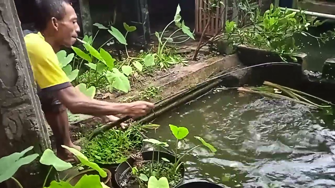 Gak nyangka Kolam kecil ikan melimpahh🐠🐋🐟