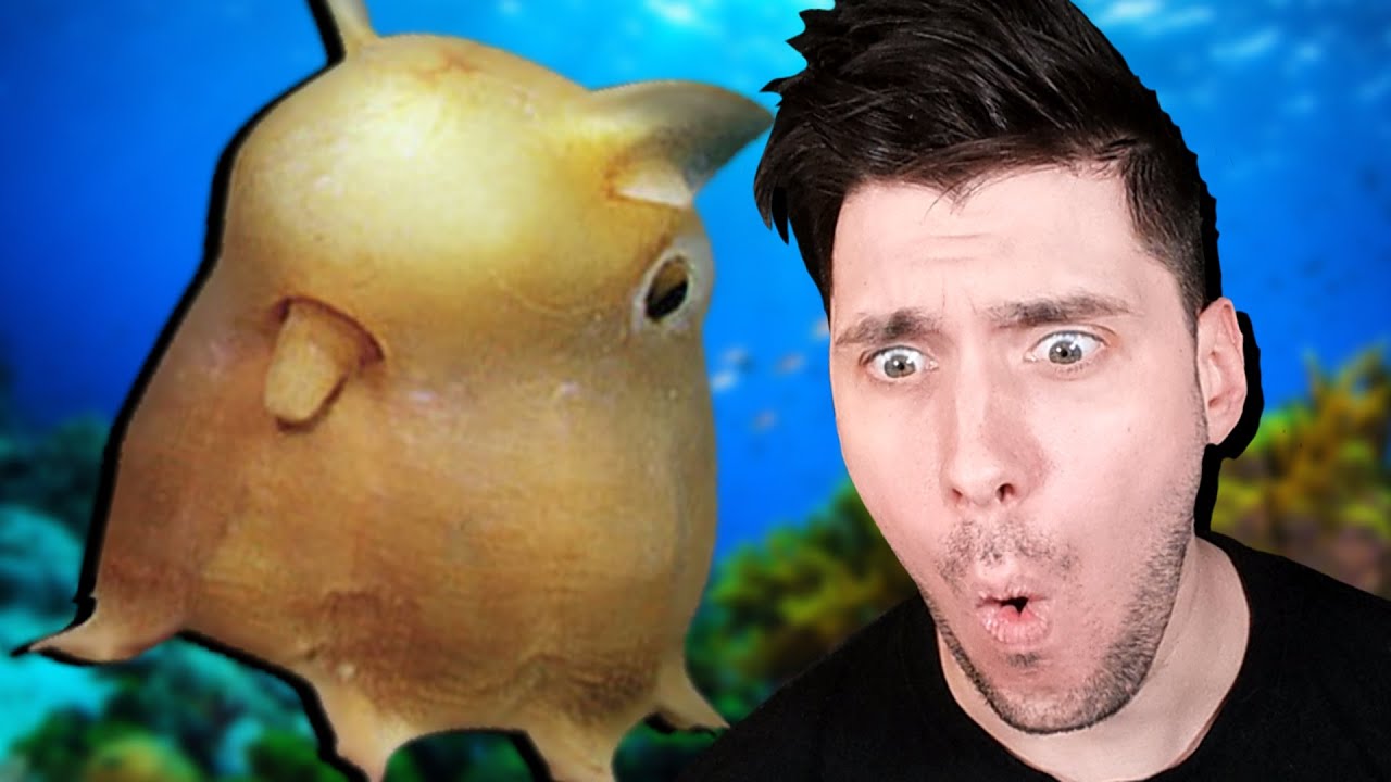 Как эти животные могут быть РЕАЛЬНЫМИ? 🐧