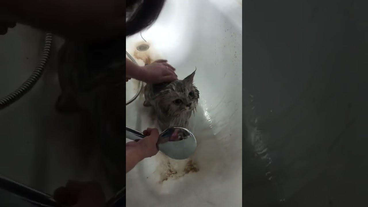 The cat went out for a walk and came back all dirty.