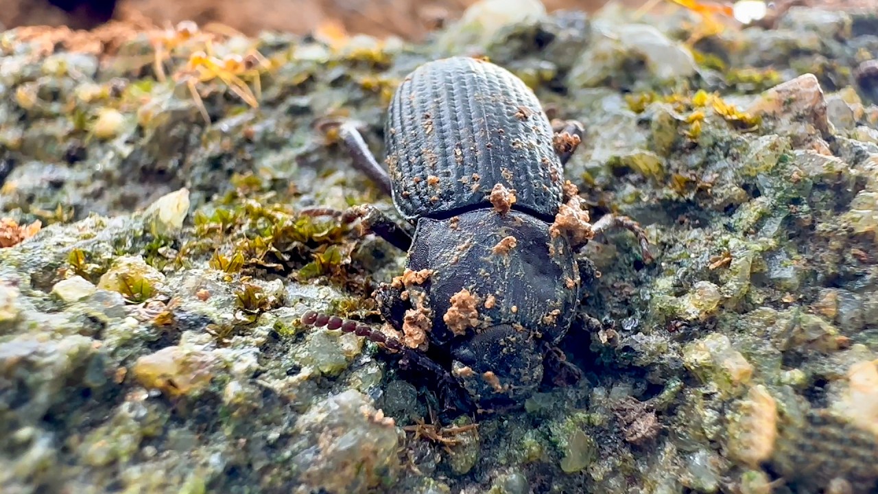 Ground Beetles: The Hidden Heroes of the Ecosystem #beetle #animals