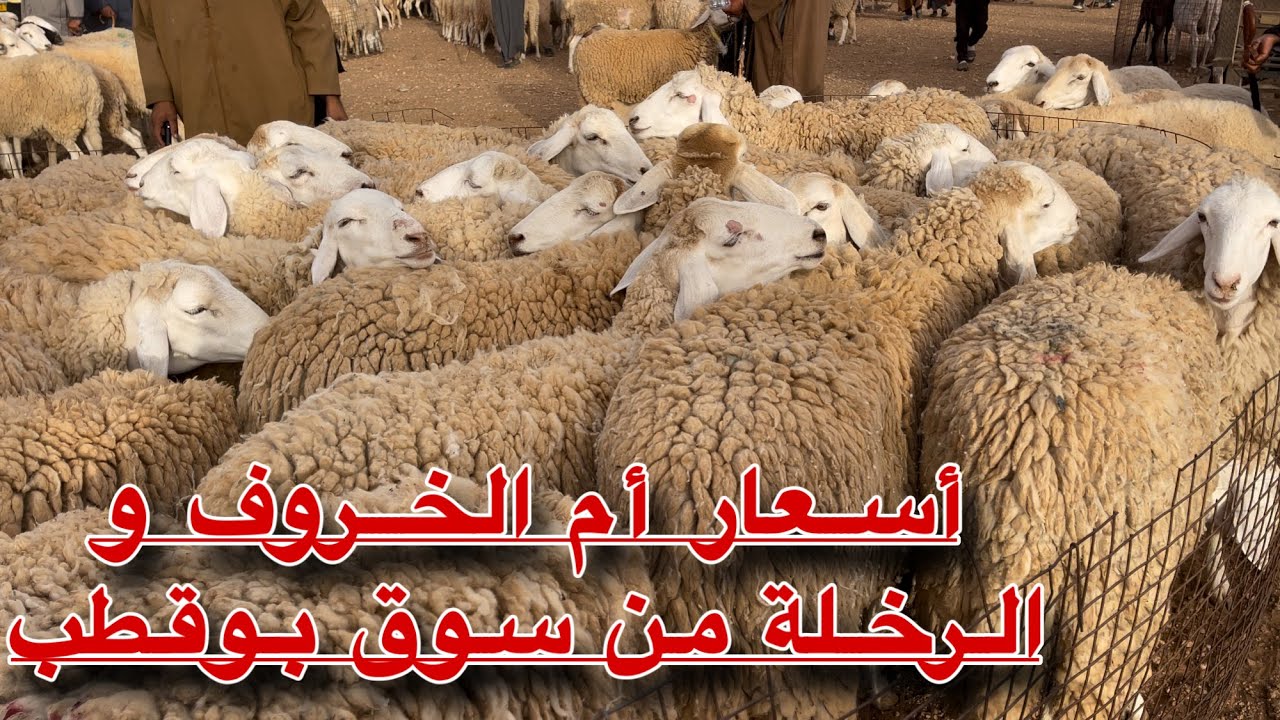هروب 🏃 جماعي للعلوشة و الرخلة بإعتبارها الحل الجيد للعياد من حيث السعر و التكلفة رخلة ونعجة بوقطب🐏