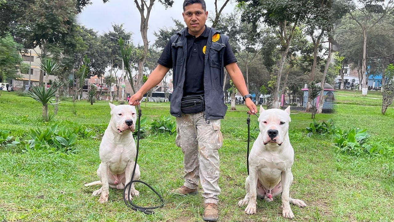 Descendiente de MOROCHO el DOGO ARGENTINO que enfrento a un PUMA