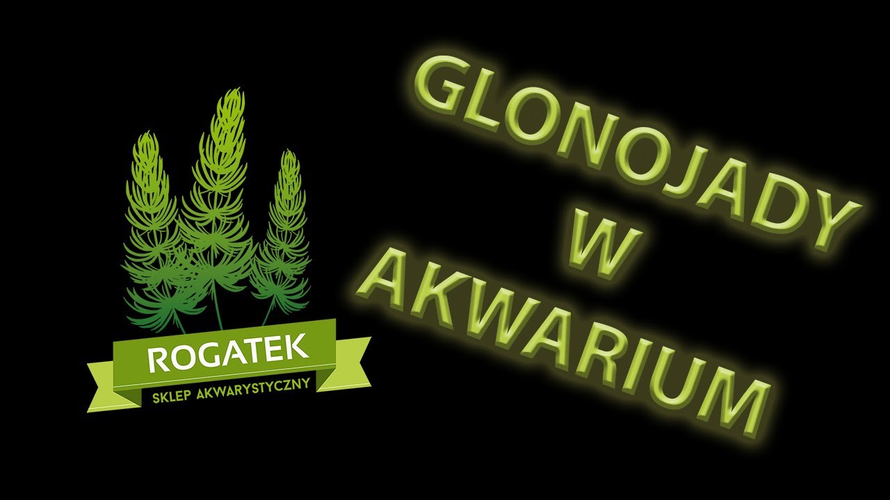 #16 Glonojady w akwarium. Czy wszystkie 'glonojady' jedzą glony?