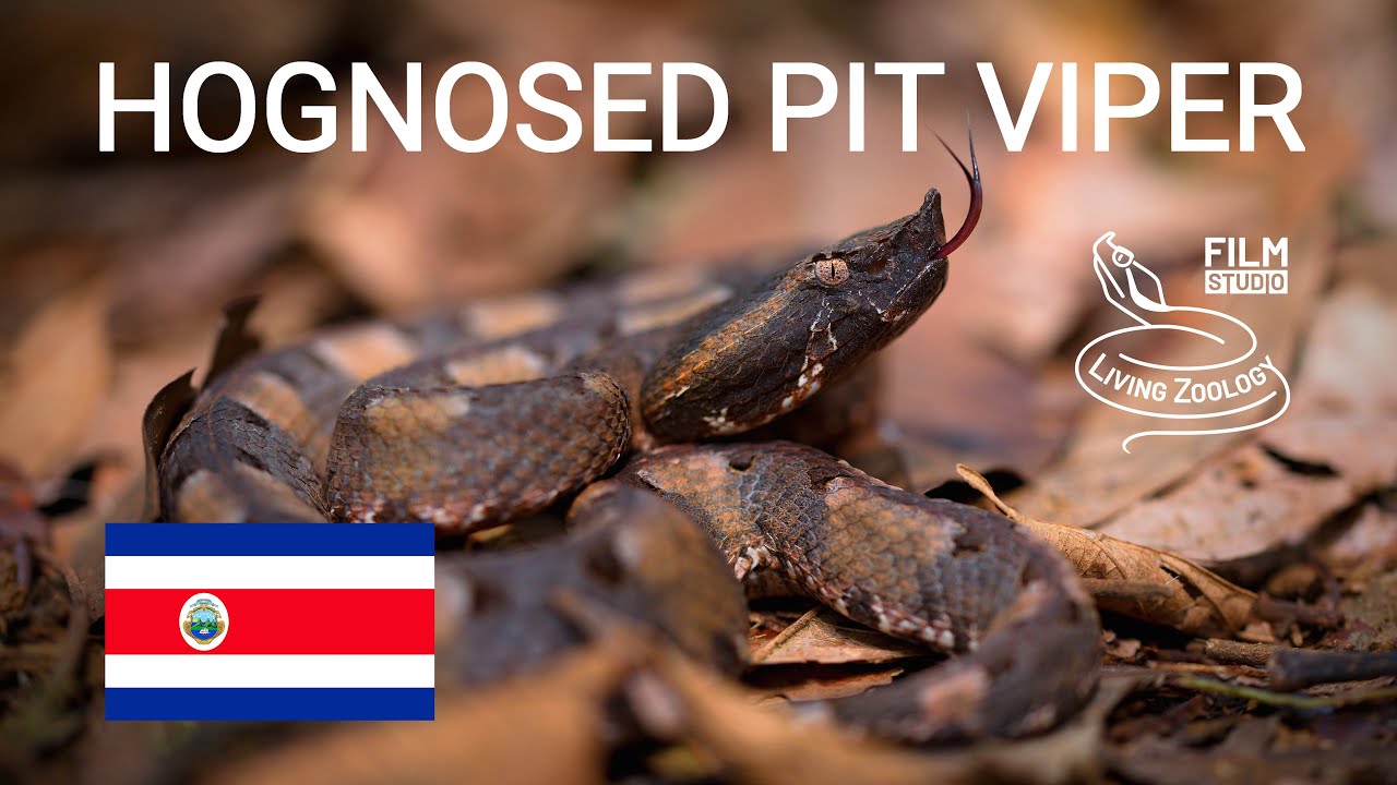 Venomous Hognosed pit viper (Porthidium nasutum), dangerous snake from Costa Rica, Nose-horned viper