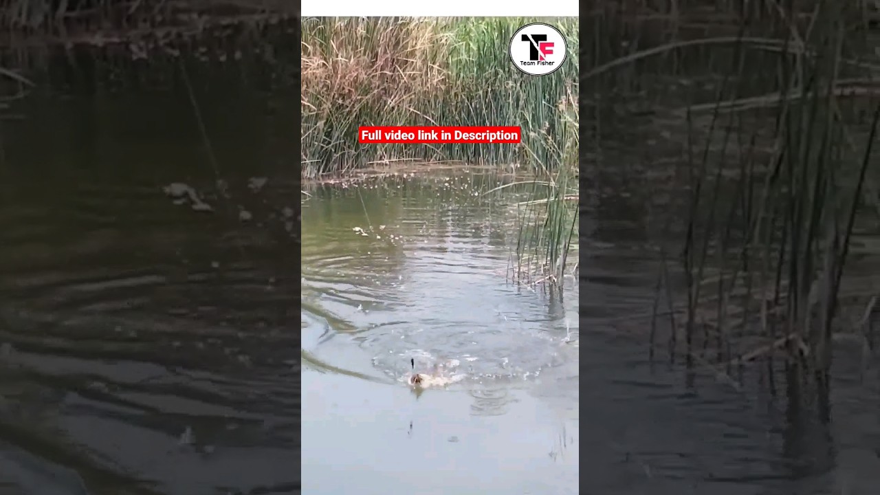 Big Snakehead Short | Snakehead fishing | snackhead attack | Maral Fishing | Maral Fish #fishing