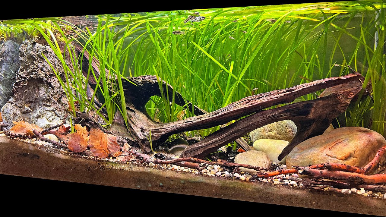 DAVID'S BEAUTIFUL SWORDTAIL BIOTOPE AQUASCAPE