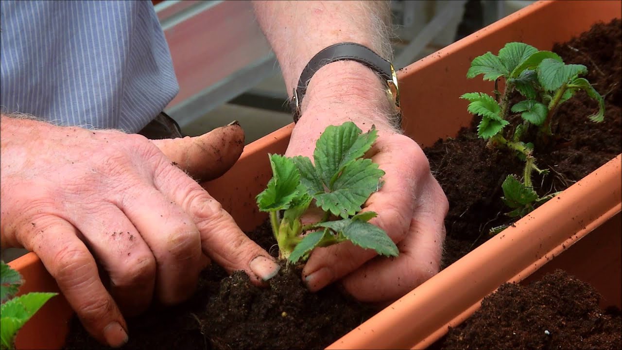 How to Grow Strawberries in a Planter | Easy UK Gardening Guide