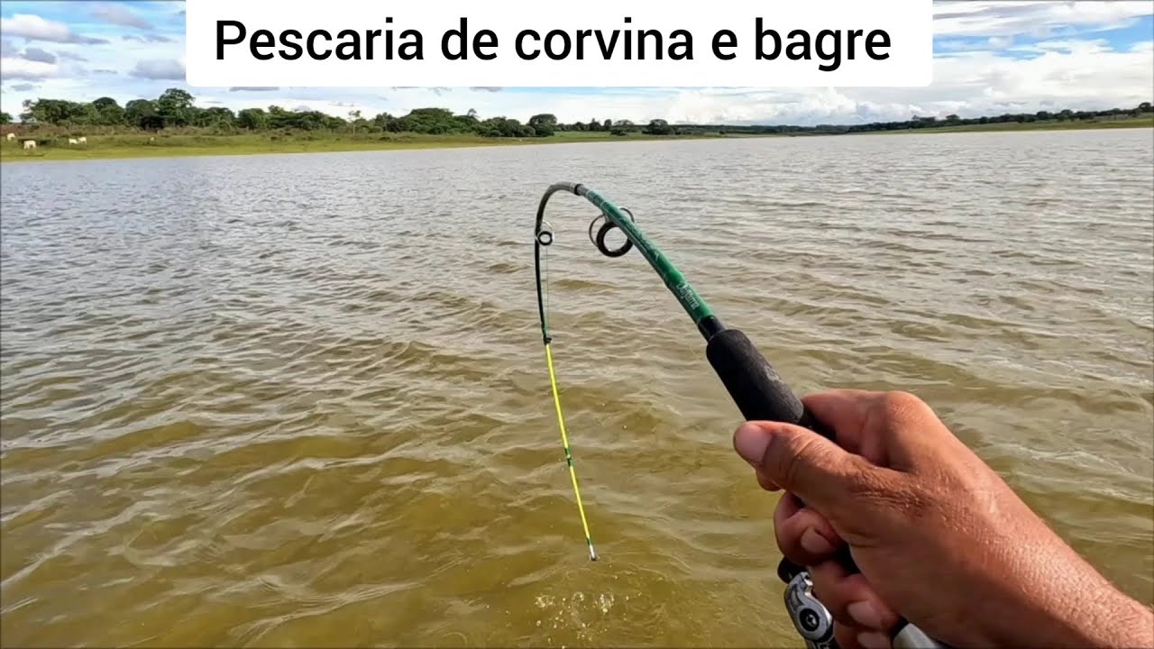 Pescaria de corvina e bagres no Rio thomaizao usando isca viva eles não resistem Cardoso sp