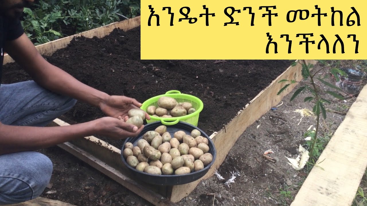 Ethiopian news የድንች አተካከል ክፍል - አንድ