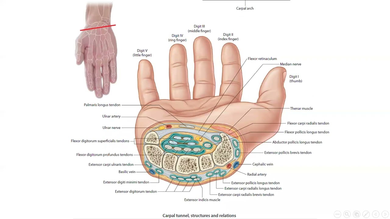 Anatomy | The region of the wrist | Part 2