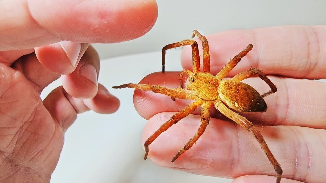 Процесс подружки с гигантским корейским пауком.