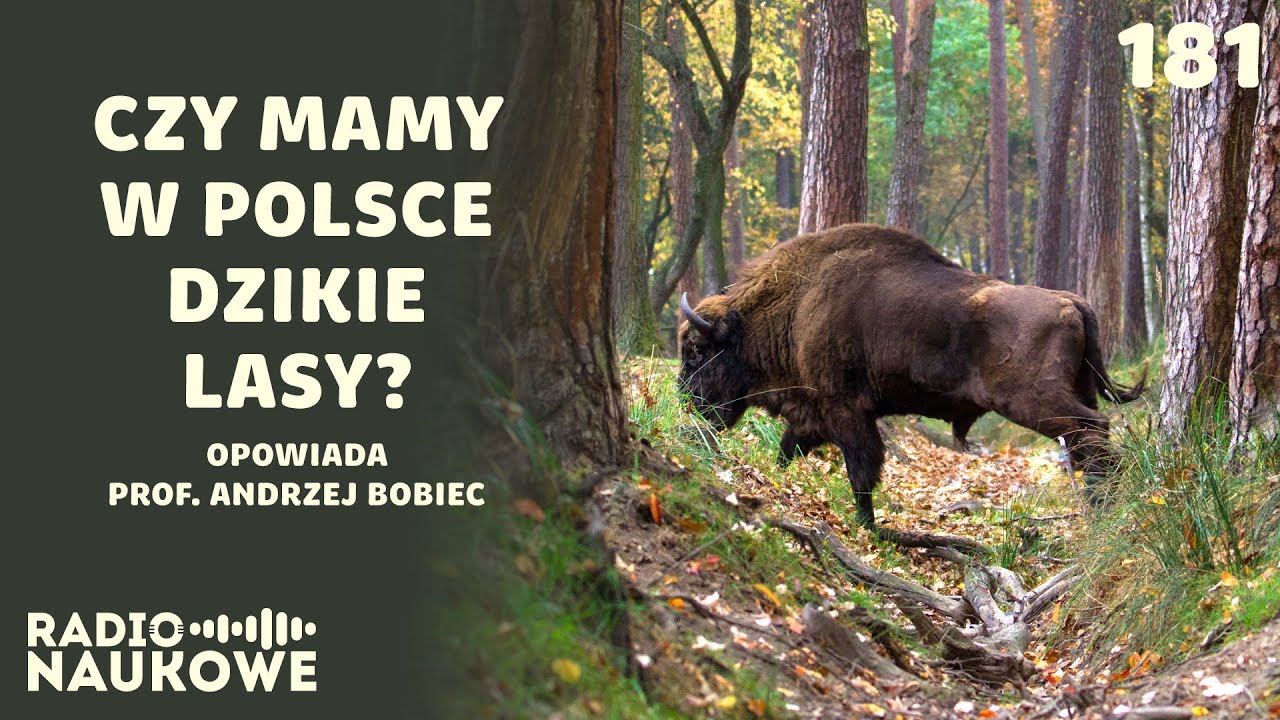 Polskie lasy - czy da się w nich pogodzić ekologię z ekonomią? | prof. Andrzej Bobiec