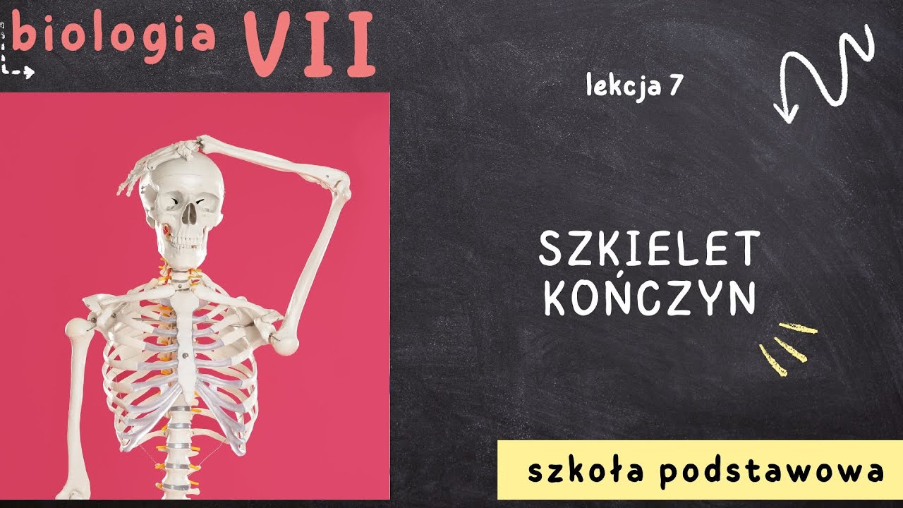 Biologia 7 [Lekcja 7 - Szkielet kończyn]