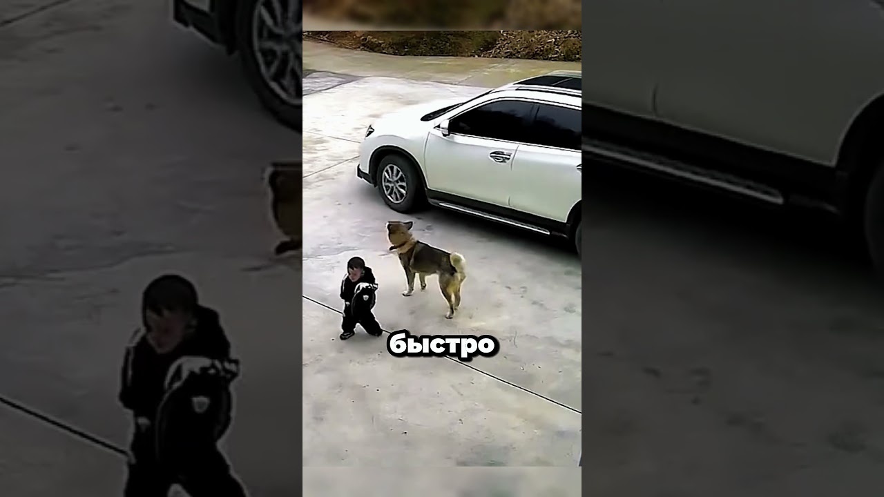 A heroic dog saved a child 🚗🐕