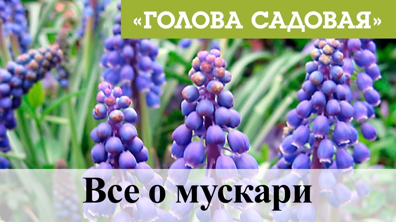 Голова садовая - Все о мускари