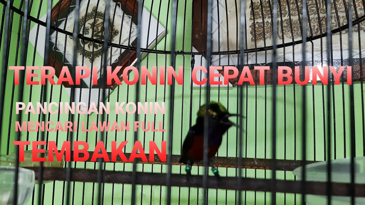 KOLIBRI NINJA GACOR NEMBAK MENCARI LAWAN - MASTERAN KONIN CEPAT BUNYI