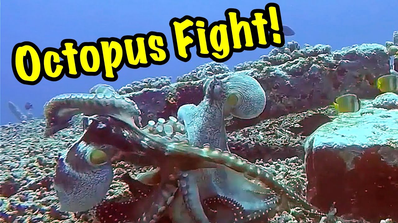 Rare Footage! - Octopuses Fighting, Mating & Changing Colors