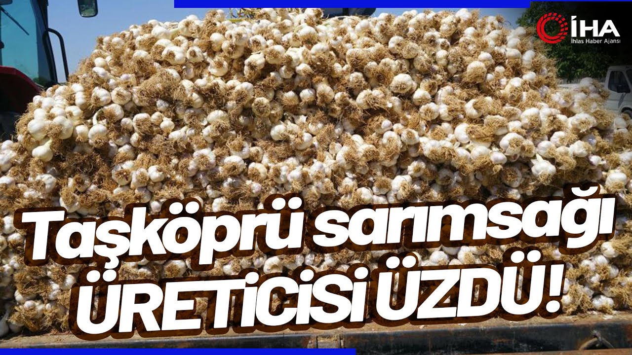 Taşköprü Sarımsağında Yaşanan Verim Kaybı Üreticisini Üzdü