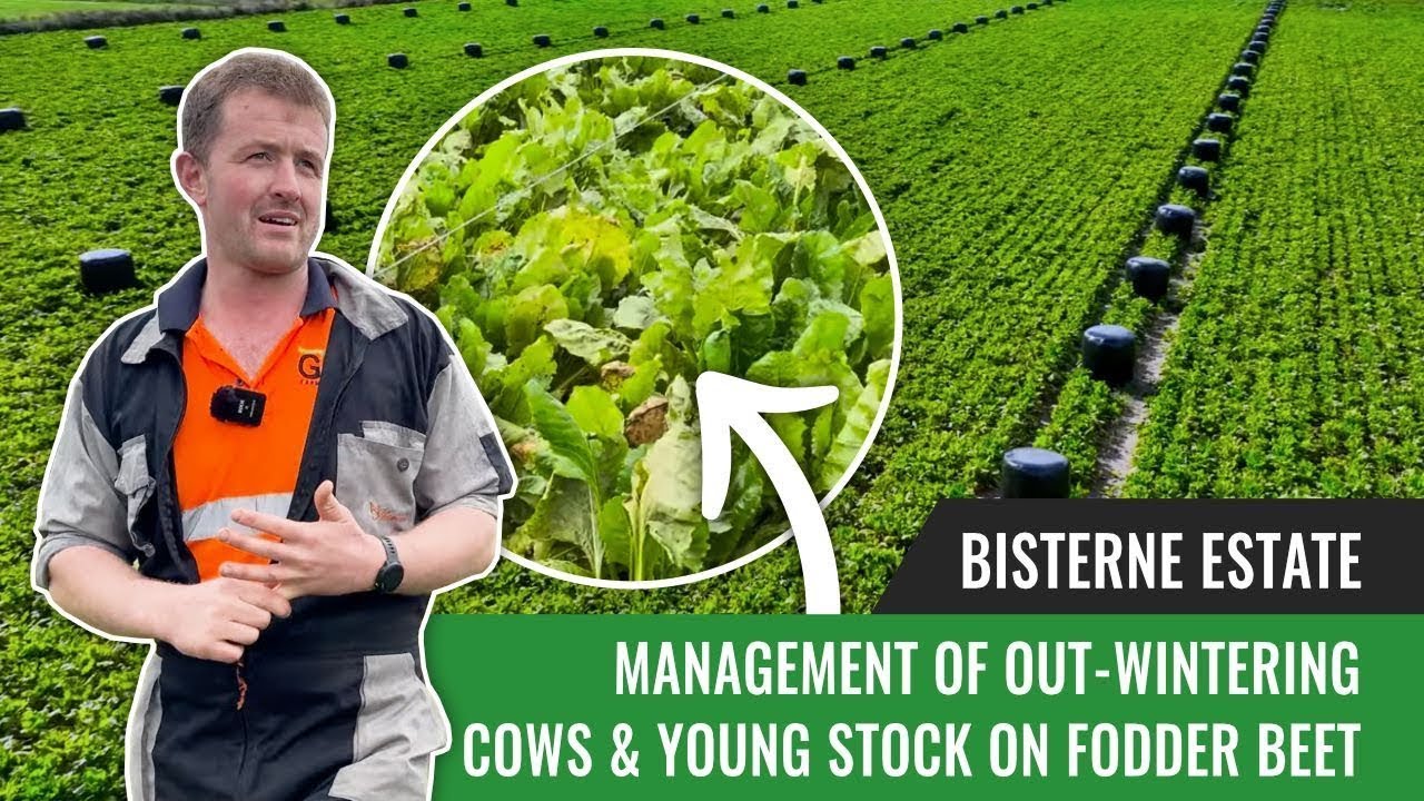 Management of Out-Wintering Cows & Young Stock on Fodder Beet - Bisterne Estate