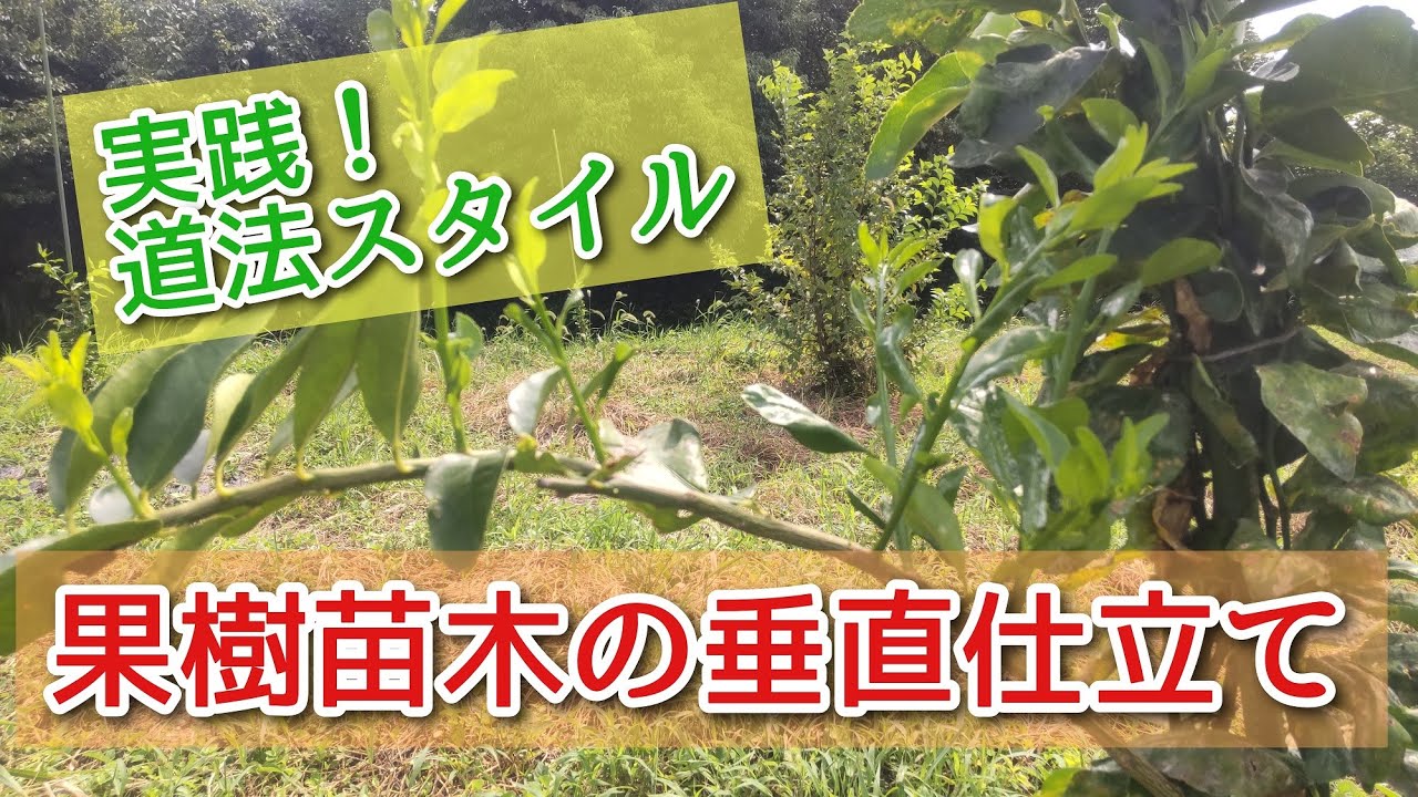 【道法スタイル】実践！果樹苗木の垂直仕立て