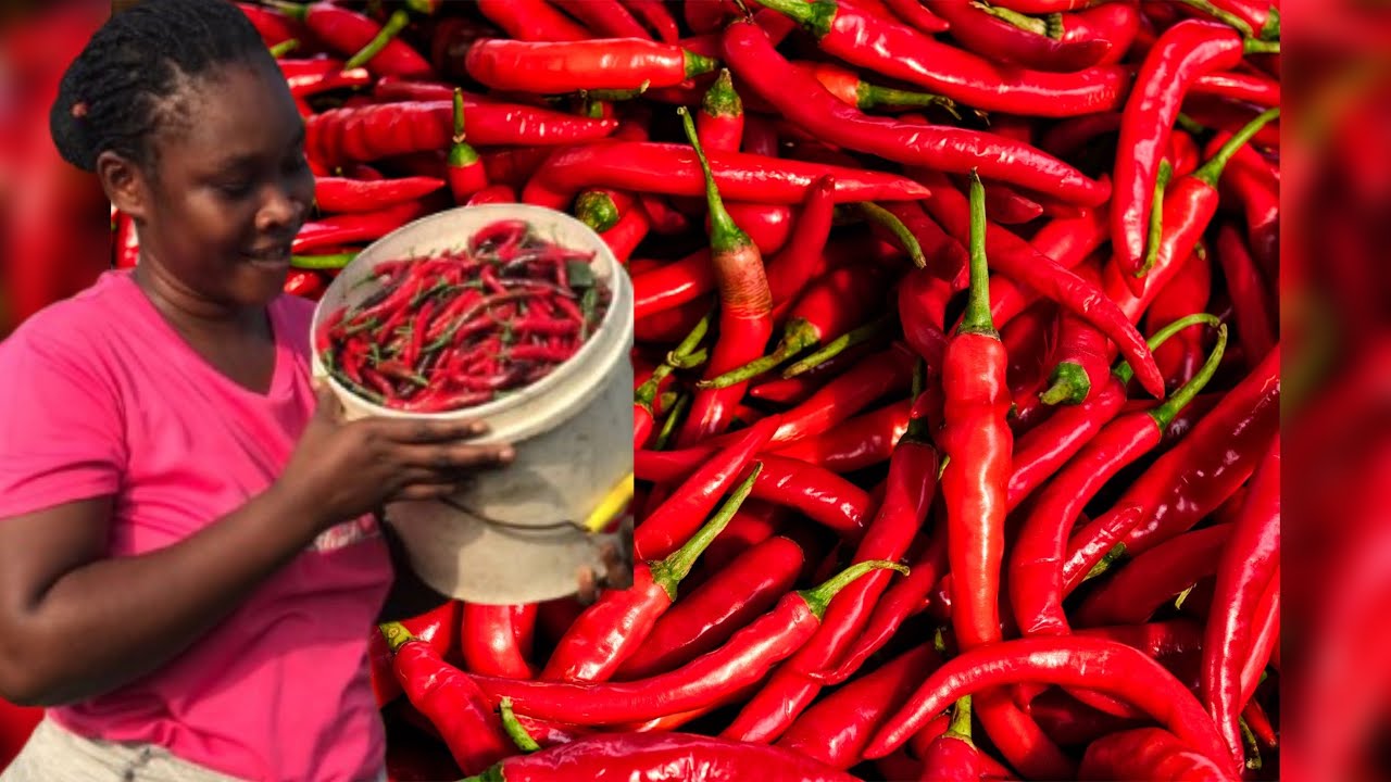 GHS 55, 000 Gone! Her First Farming Investment Almost Ruined Her