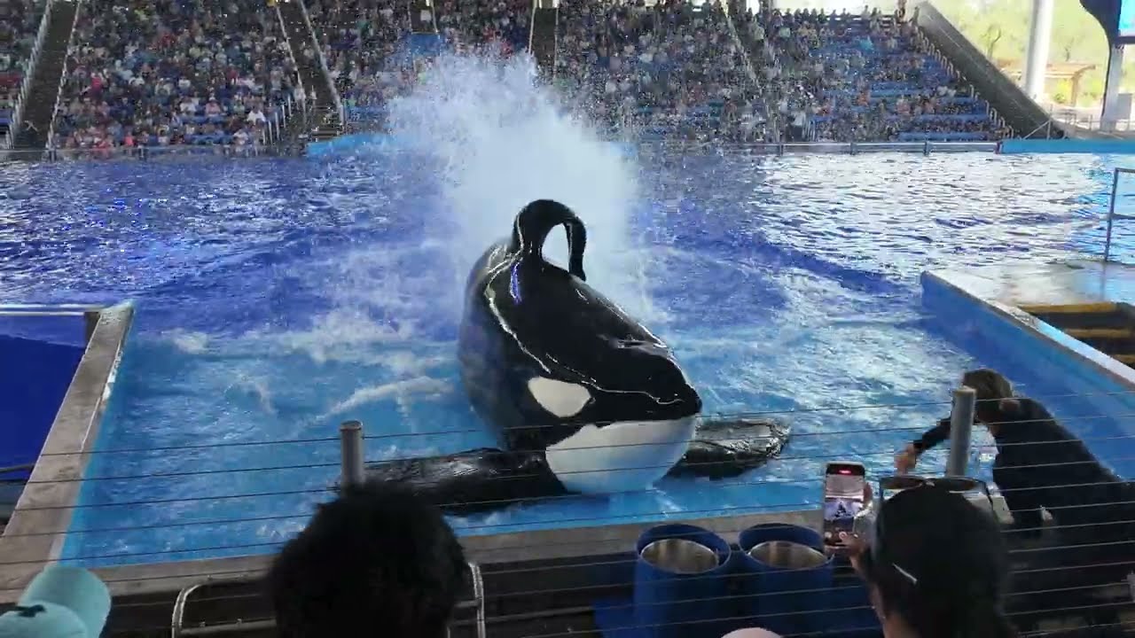 Whale Watching at The Seaworld (Orcas)