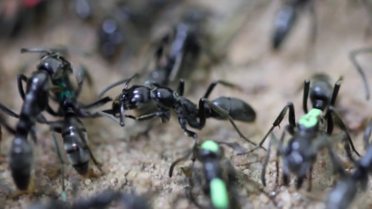 Medical Care for a wounded ant