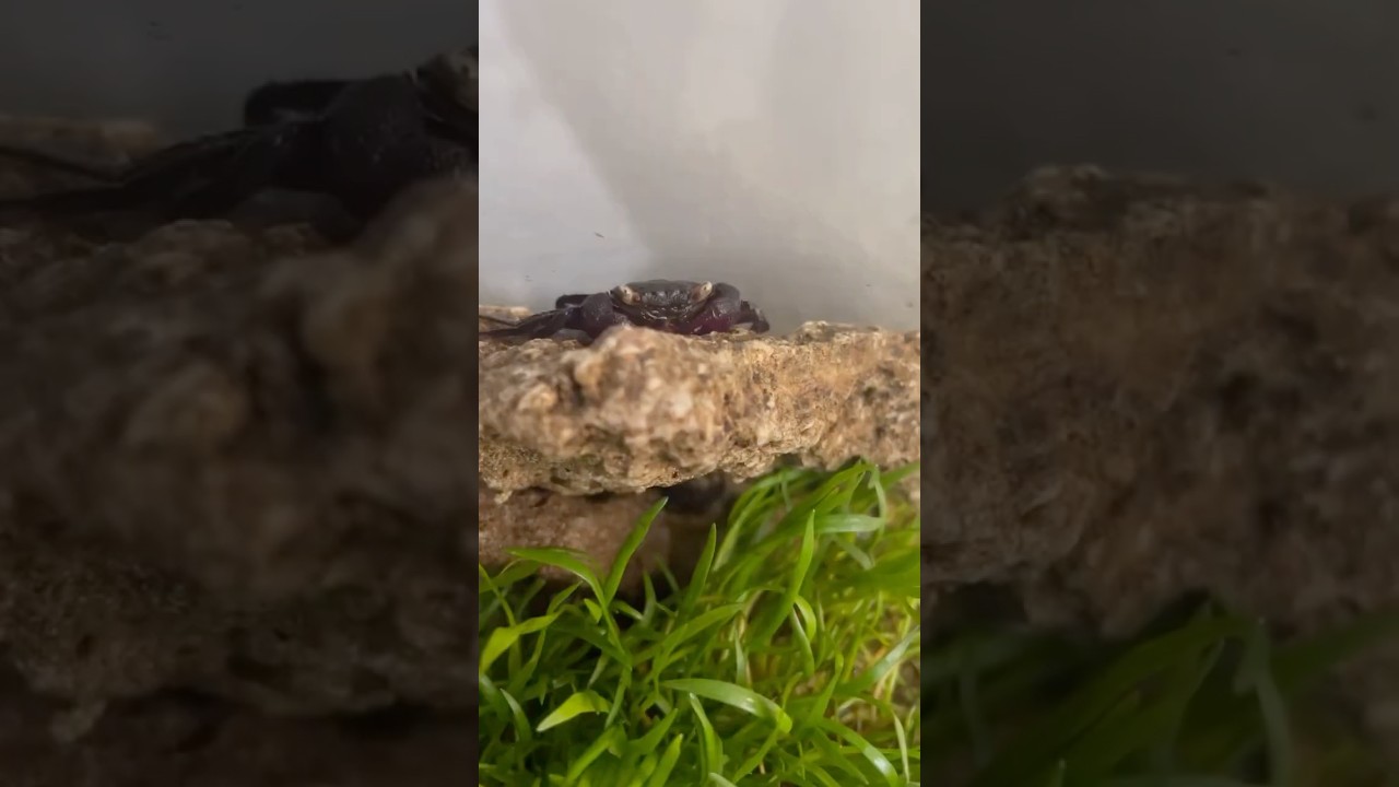 Kepiting vampir pemalu🧛&zwj;♂️ #kepitingvampir #kepiting #aquarium #vampirecrab #hiding #cave