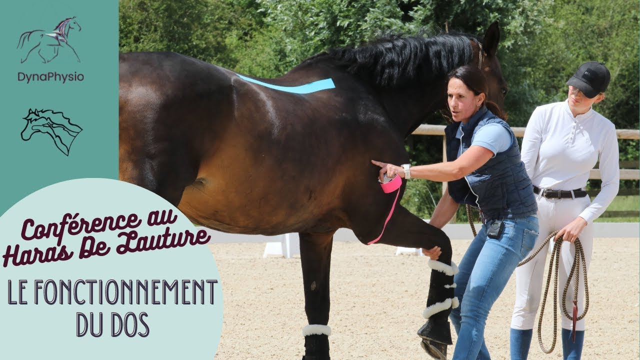 Conférence le Fonctionnement du dos du cheval