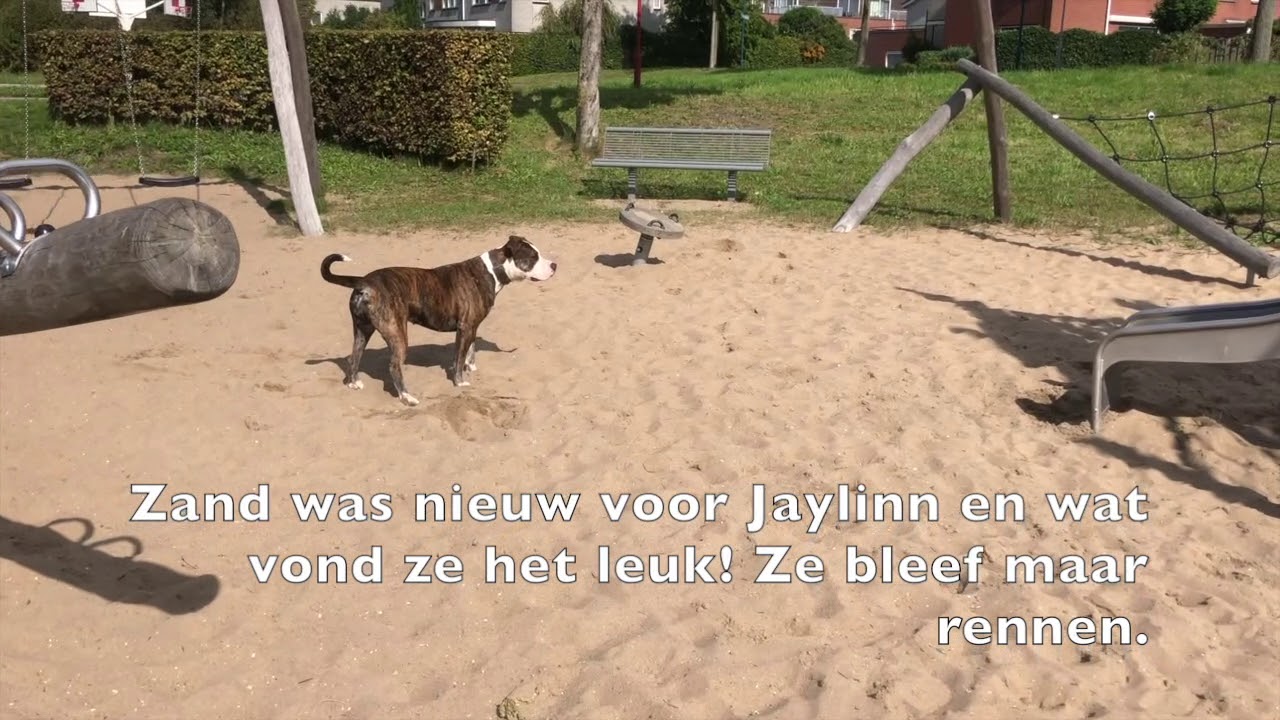 Hondjes van de week #6