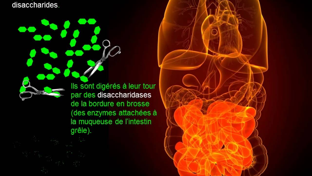 La digestion chimique