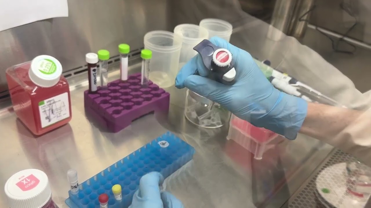 How to transfect HEK 293T cells