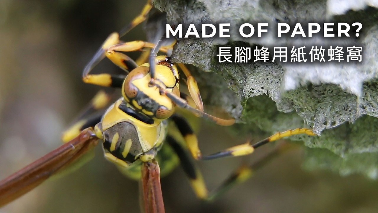 長腳蜂竟然真的用「紙」築蜂窩｜How Paper Wasps Build Nests from Wood Fibers