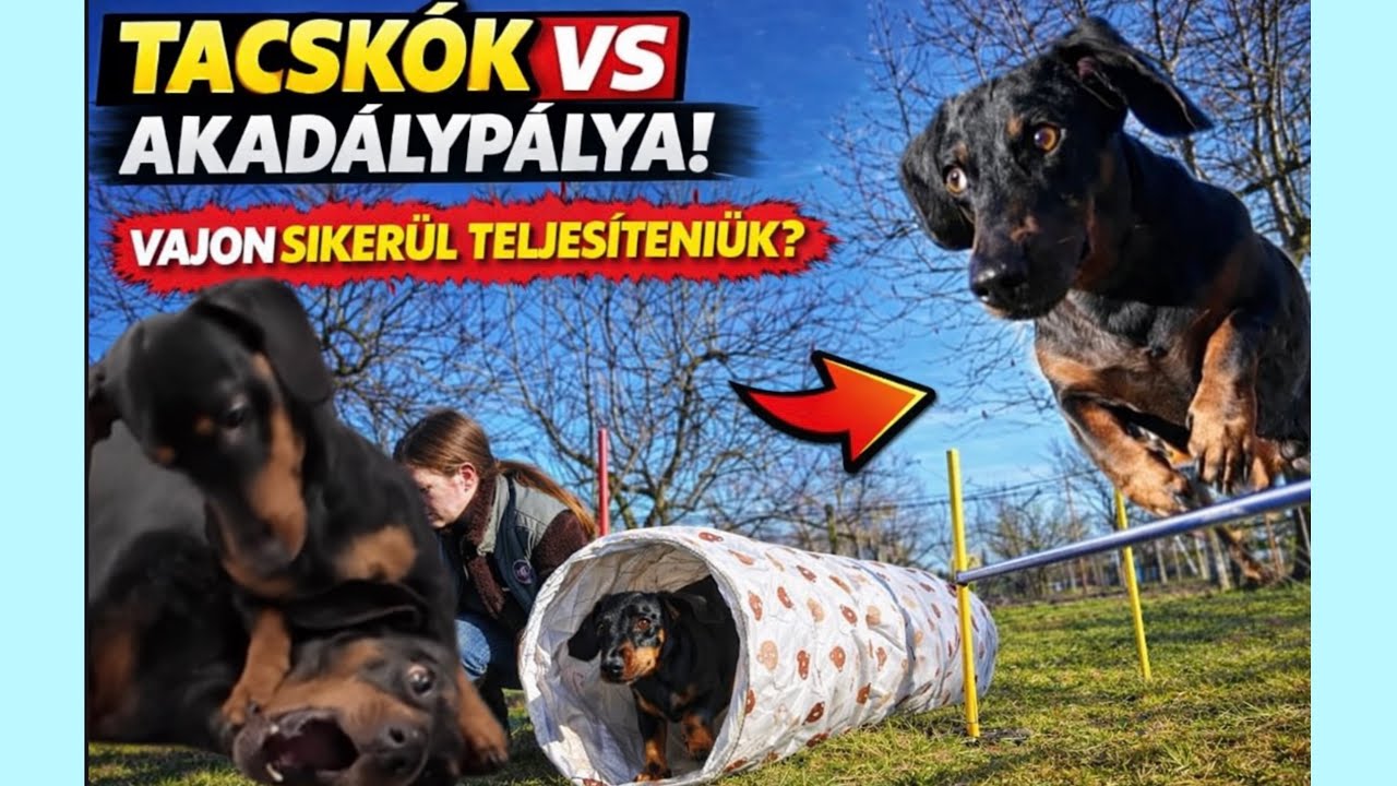 Tacskók VS Akadálypálya 🐶⚡️🐶 Vajon sikerül teljesíteniük? 🤩 #merlinesarturkalandjai 