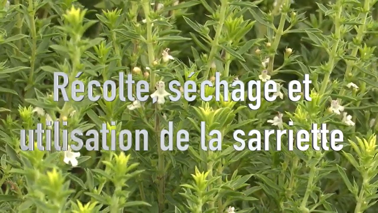 La sarriette : culture, récolte, conservation