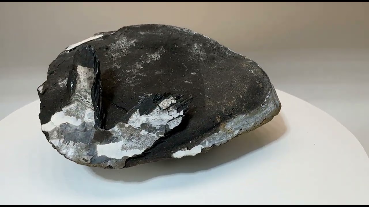 Vivianite crystals, Psilomelan in fossil bivalve shell   3