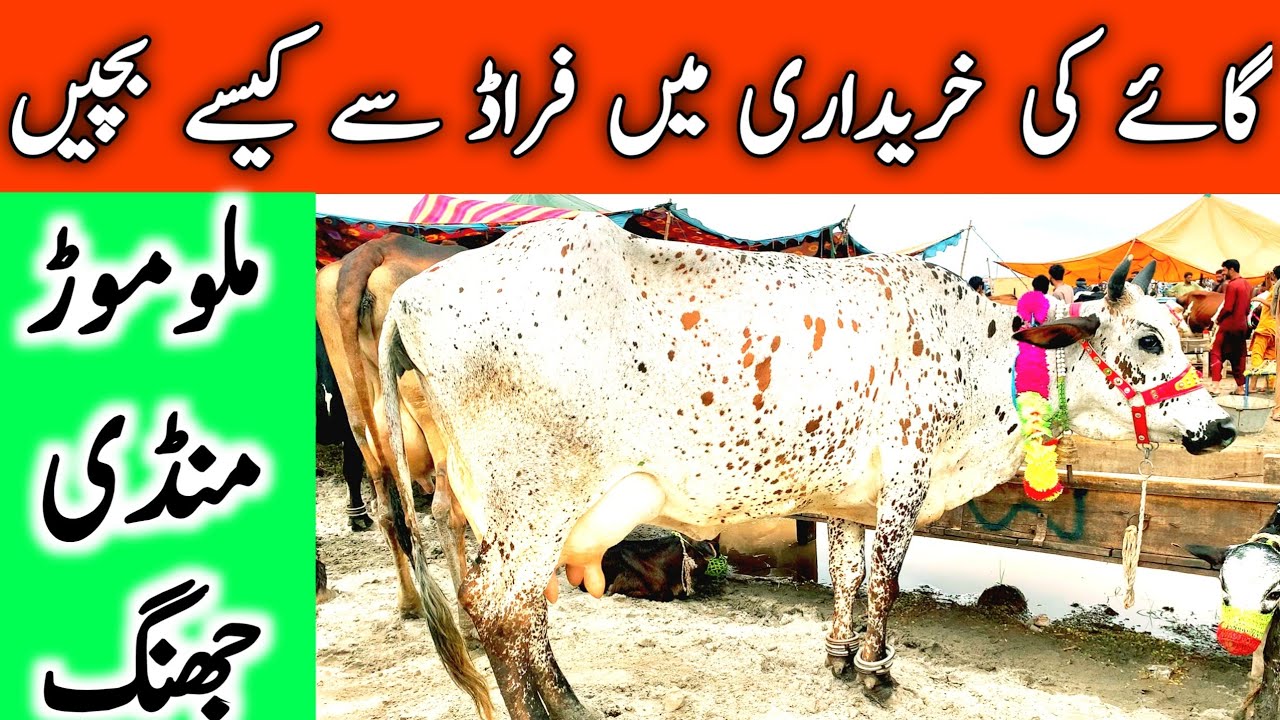 Malumor Cow Mandi | Australian Friesian Cholistani Cow || Mandi Star