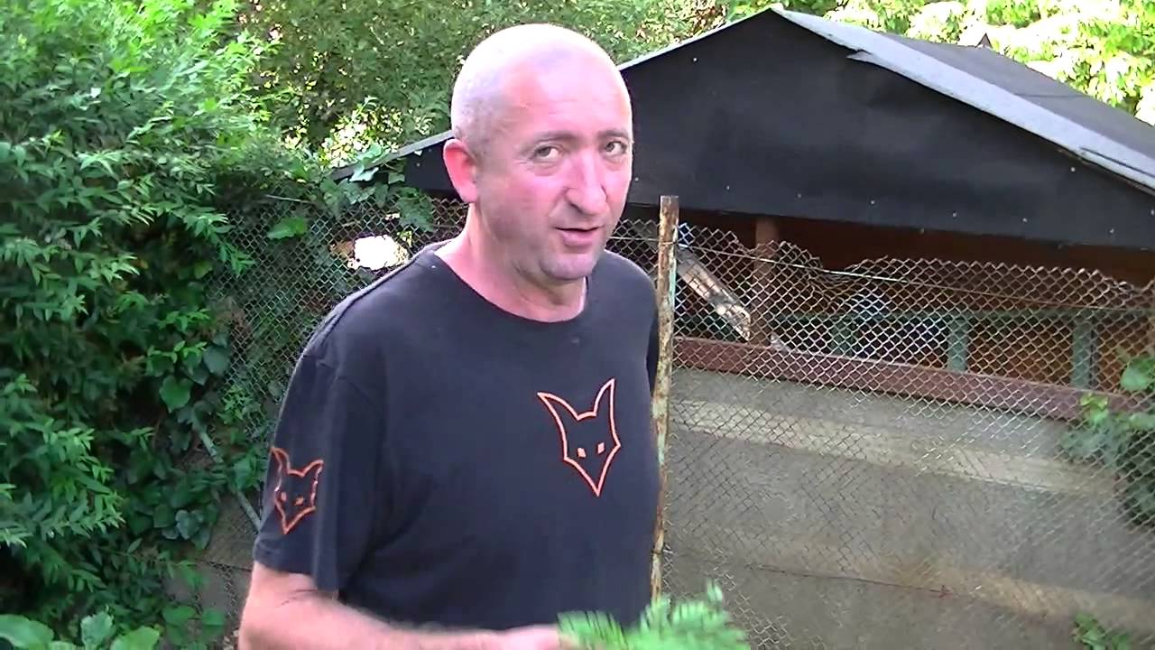 Parlagfű &iacute;rt&aacute;s hat&eacute;konyan :)