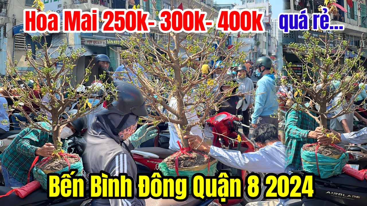 Bà Con chen chúc mua Cây Mai 250k 300k 400k ở Chợ Hoa Tết 2024 Bến Bình Đông Quận 8