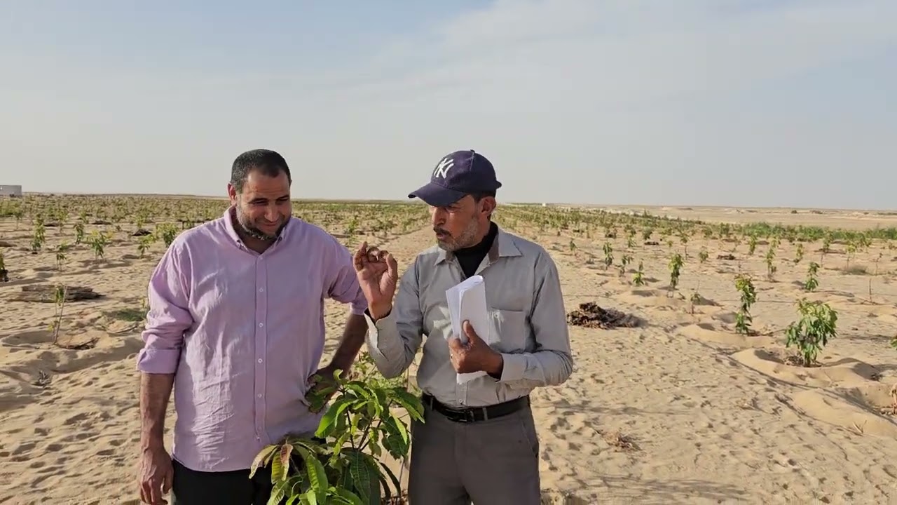 السهم المنجاوي واخر التطورات بشركه الفلاح للحجز 01004225984 م اسامه الفار