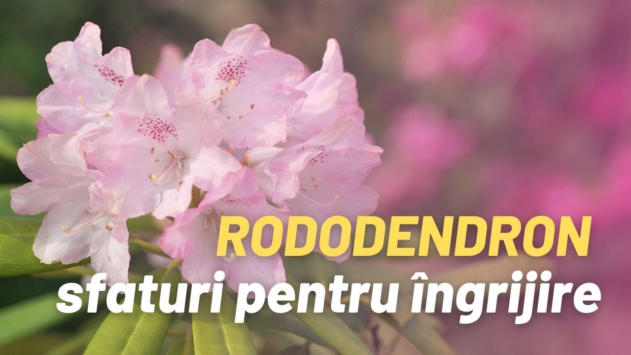 Rododendron: sfaturi utile pentru &icirc;ngrijire!