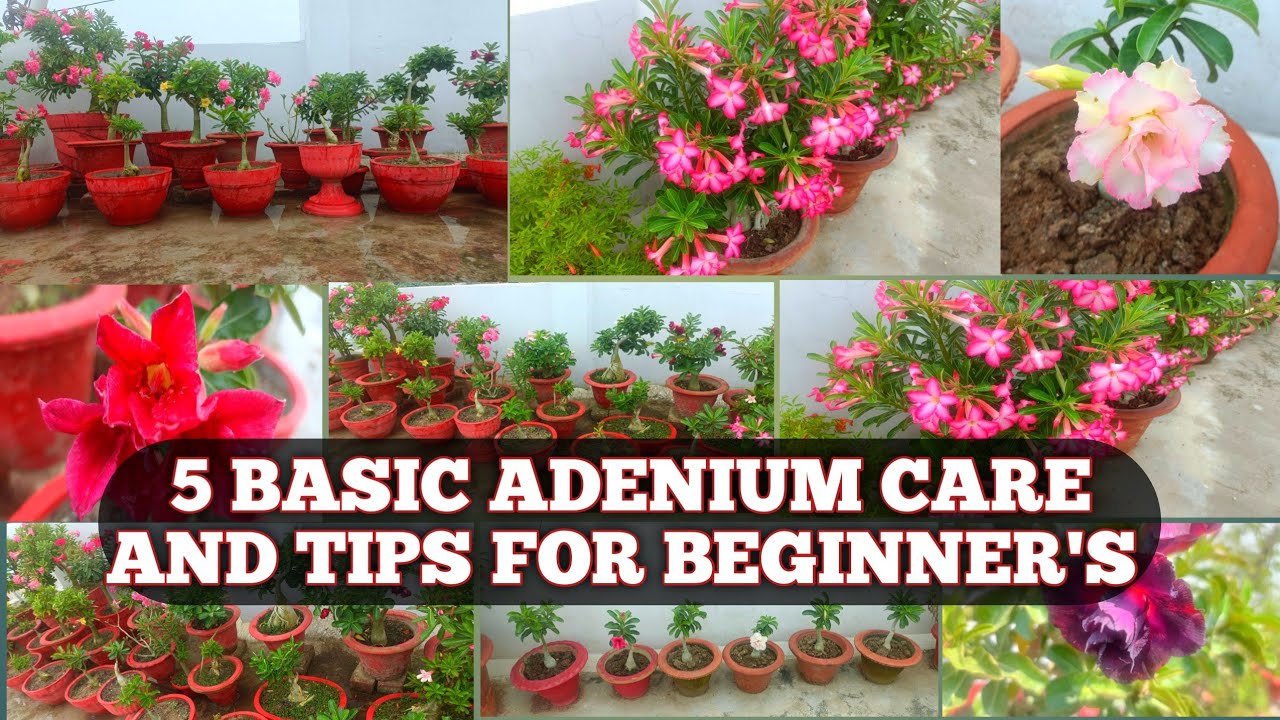 5 BASIC CARE AND TIPS FOR GROWING HEALTHY ADENIUMS FOR BEGINNER'S | ADENIUM TIPS FOR BEGINNER'S 🌸🌸